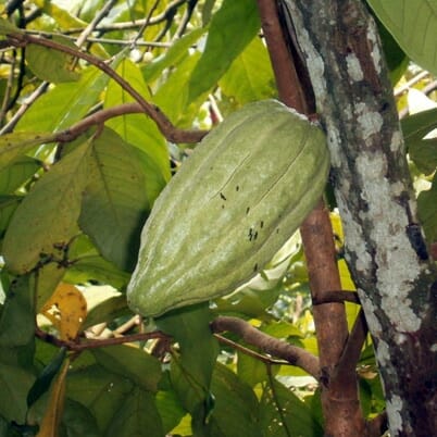 Cacao Bali