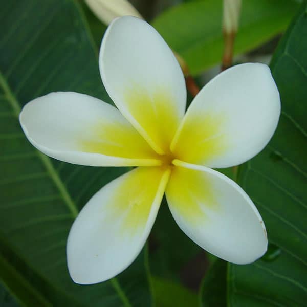 Fleur de Frangipanier Trésors de Bali