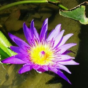 Forfait 6 massages 1h30 + Rituels Balinais