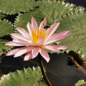 Forfait x3 massages Balinais 1h30